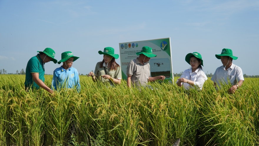 Dự án canh tác lúa giảm phát thải, thu nhập tăng mạnh so với sản xuất truyền thống